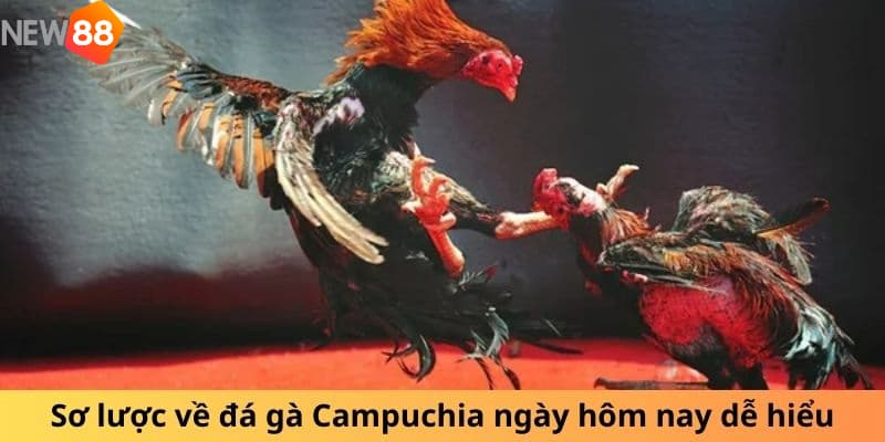 Luật chơi đá gà Campuchia dễ hiểu nhất