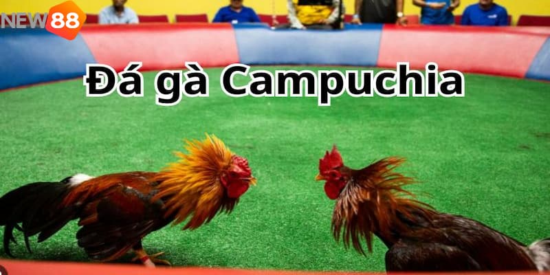 Đá gà Campuchia