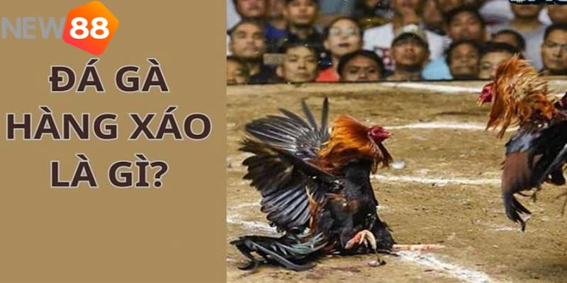 Tìm hiểu chung về đá gà hàng xáo là gì?