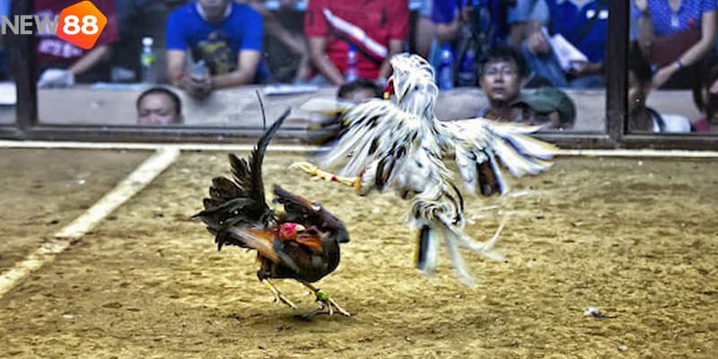 Luật chơi đá gà Thomo