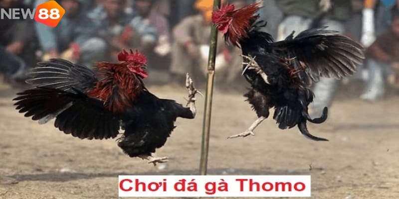 Đá gà Thomo