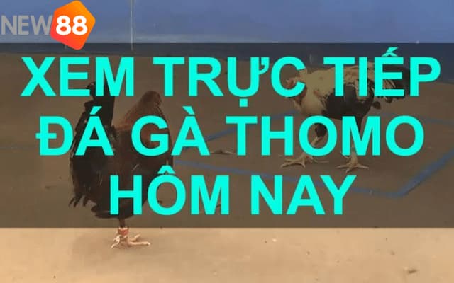 Tìm hiểu những hình thức về đá gà trực tiếp thịnh hành