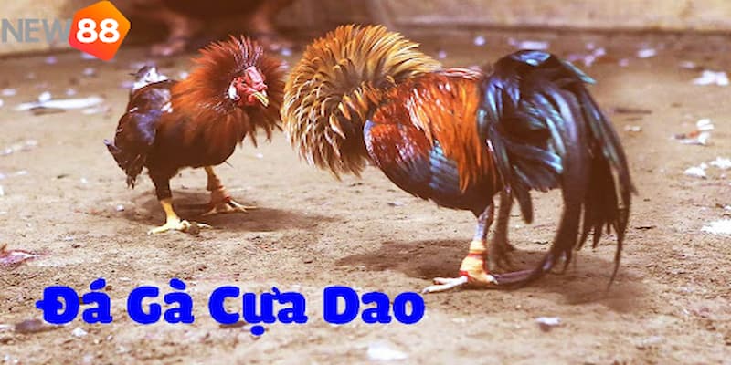 Bật mí những kinh nghiệm đá gà cựa dao từ sư kê kỳ cựu